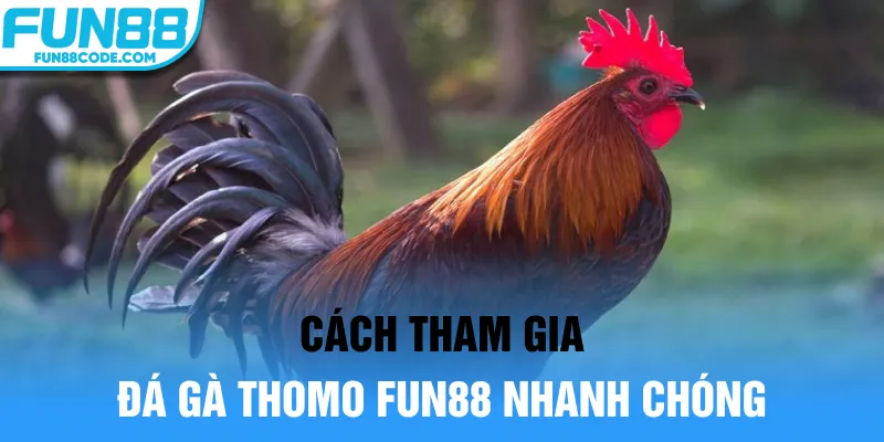 Cách tham gia đá gà Thomo Fun88 nhanh chóng