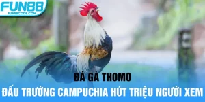 đá gà thomo