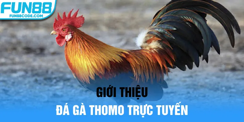 Giới thiệu đá gà Thomo trực tuyến