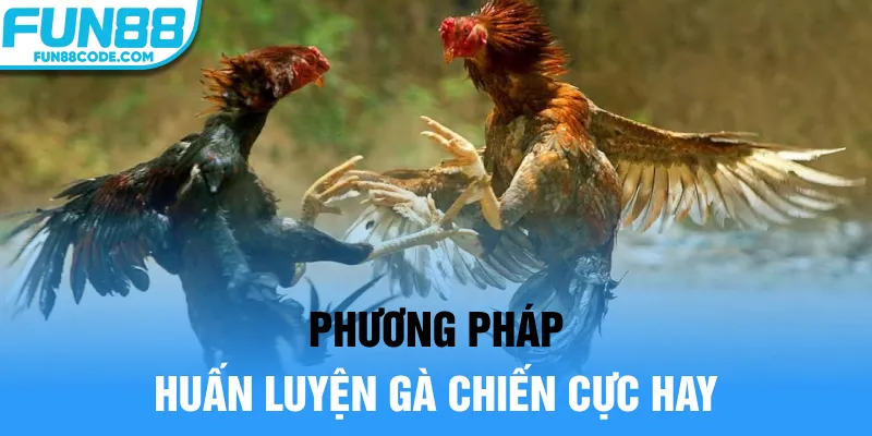 Phương pháp huấn luyện gà chiến cực hay