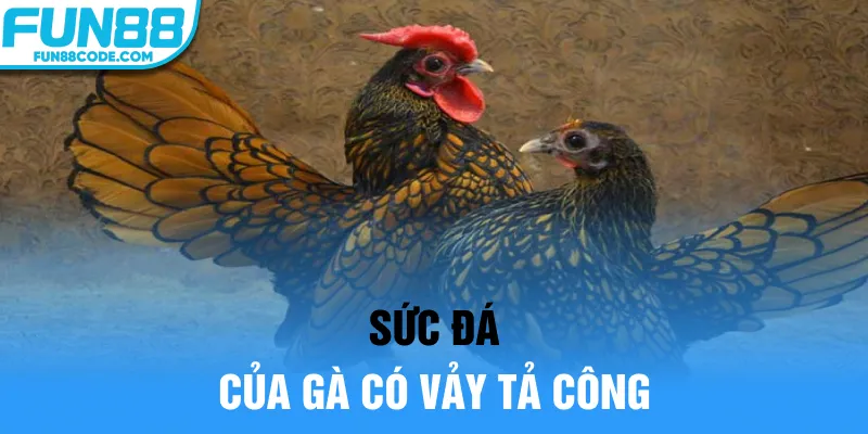 Sức đá của gà có vảy Tả Công