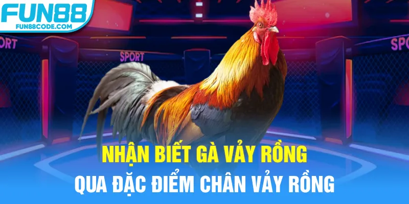 Nhận biết gà vảy rồng qua đặc điểm chân vảy rồng